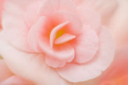 Flowerの写真素材