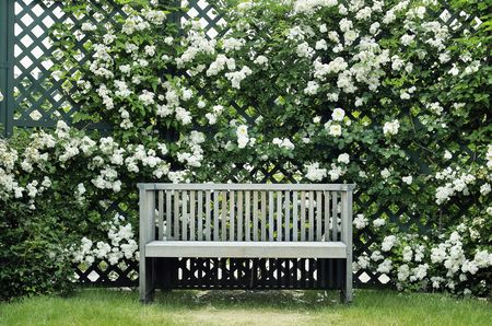 Roseの写真素材