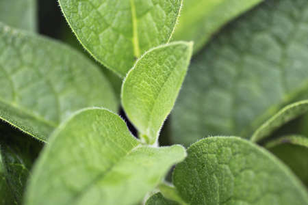 Comfreyの写真素材