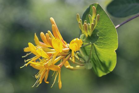 Lonicera heckrottiiの写真素材