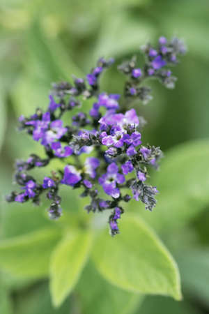 Heliotropeの写真素材