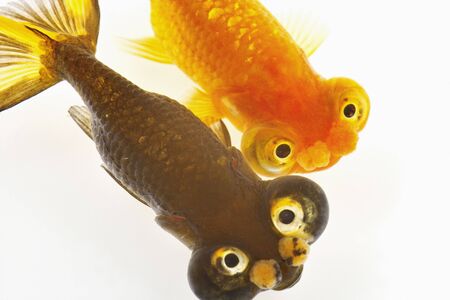 Goldfishの写真素材