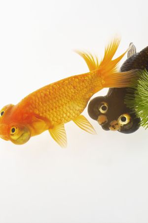 Goldfish