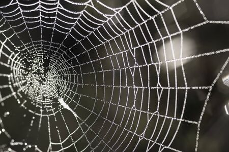 Spider's thread