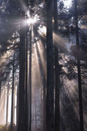 Sunshineの写真素材