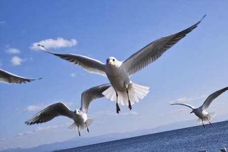 Black-head gull