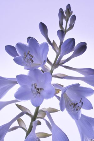 Hosta montanaの写真素材