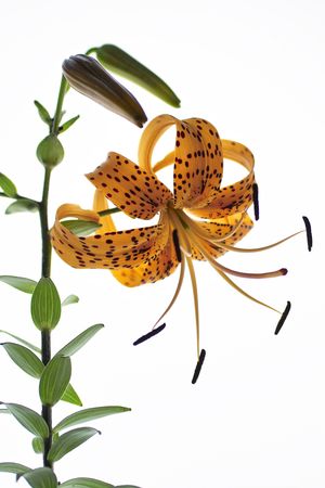 Tiger lilyの写真素材