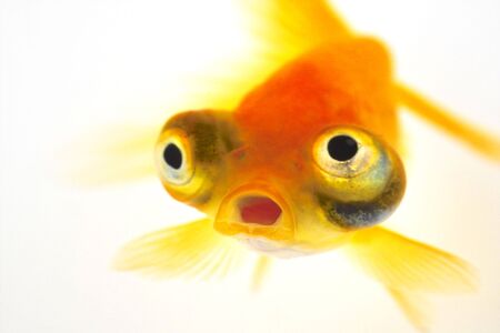 Goldfishの写真素材