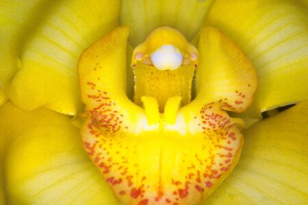 Orchisの写真素材