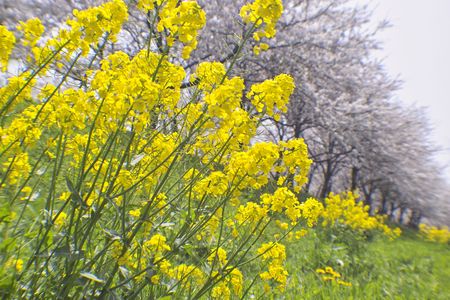 Cherry blossomsの写真素材