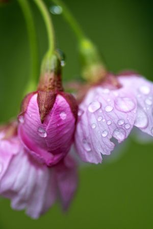 Cherry blossomsの写真素材