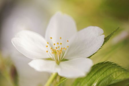 Cherry blossoms