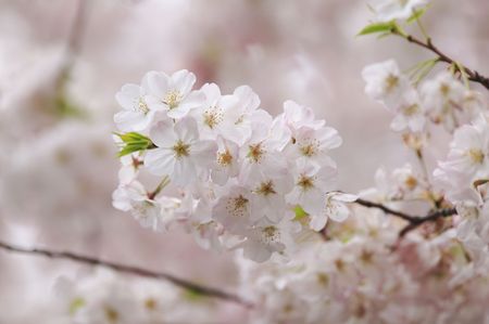Cherry blossomsの写真素材