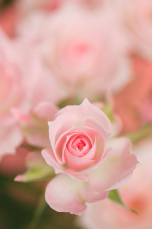 Roseの写真素材