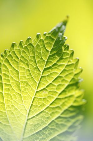 Hydrangea