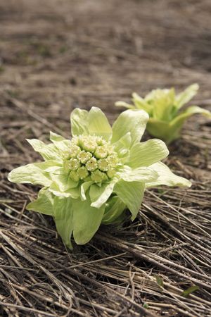 Butterbur scapeの写真素材