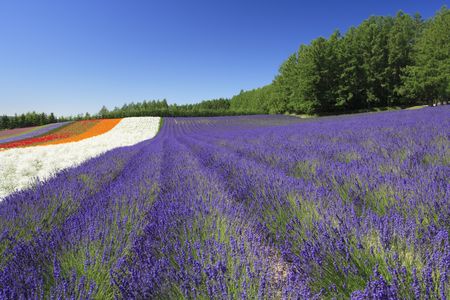 Lavenderの写真素材