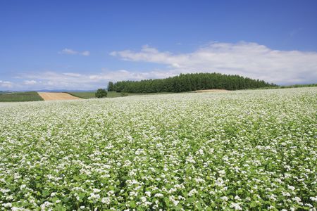 Buckwheat fieldの写真素材