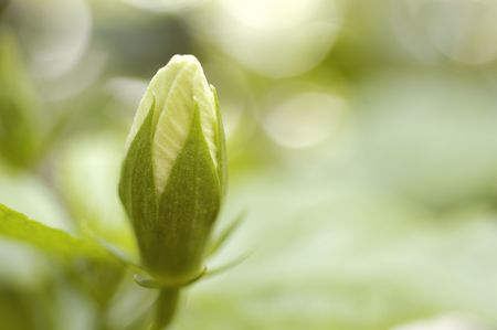 Hibiscusの写真素材