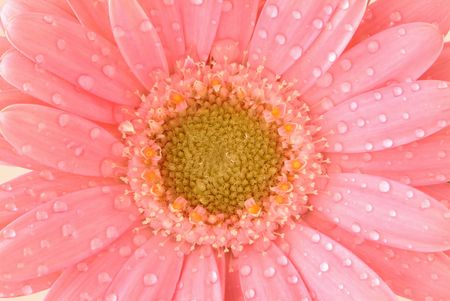 Gerberaの写真素材