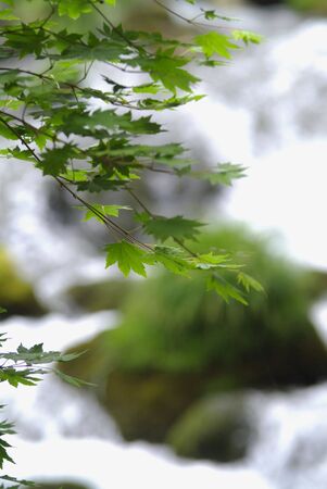 Mountain streamの写真素材