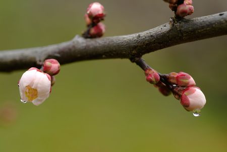 Flower of Japanese apricotの写真素材