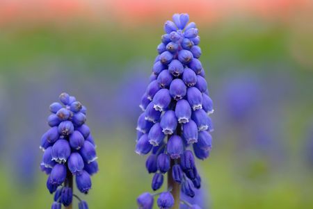 Muscariの写真素材