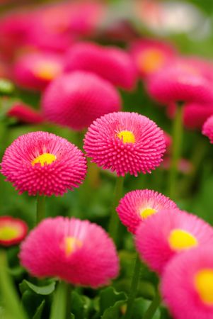 Daisyの写真素材