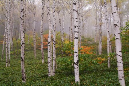 White birch woodsの写真素材