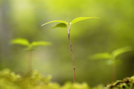 Sproutの写真素材