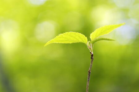 Sprout
