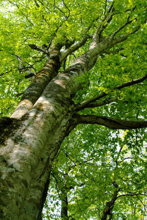 Beechen big treeの写真素材