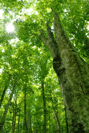 Fagus crenata Blumeの写真素材