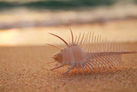 Shell evening of sandsの写真素材