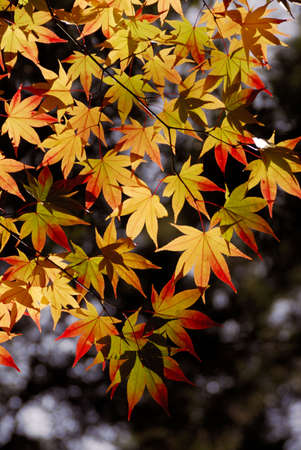 Colored leaves
