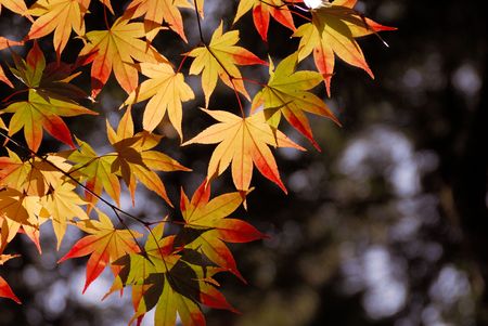 Colored leaves