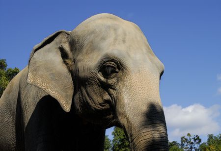 Elephantの写真素材