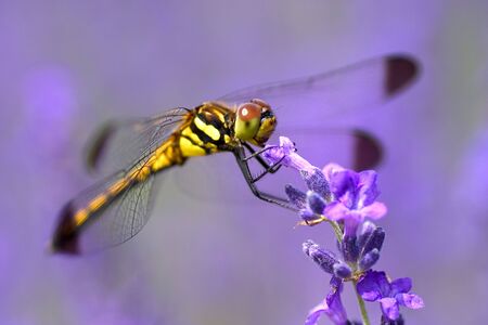Lavender and dragonflyrの写真素材