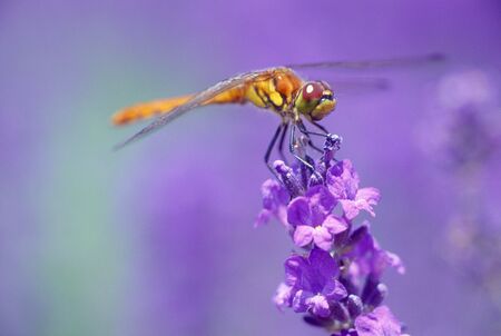 Lavenderの写真素材
