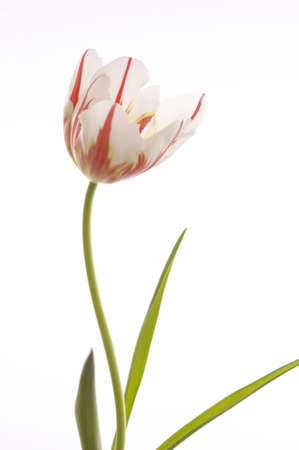 Tulipの写真素材