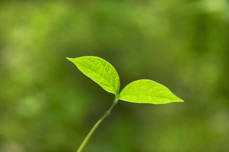 Cotyledonsの写真素材