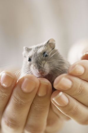 Hamsterの写真素材