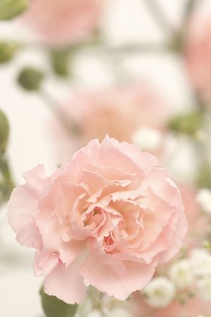 Carnationの写真素材