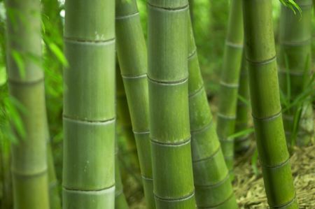 Bamboo forestの写真素材