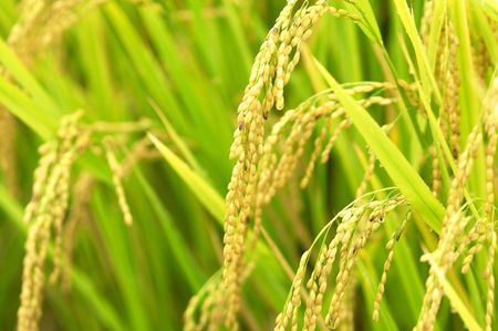 Rice earの写真素材