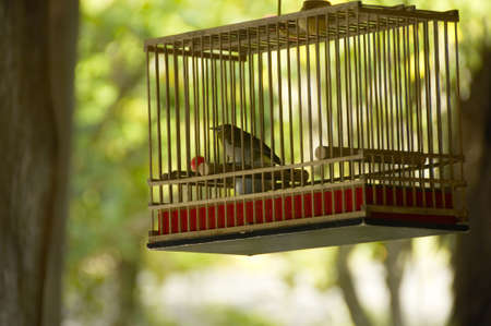 White-eyeの写真素材