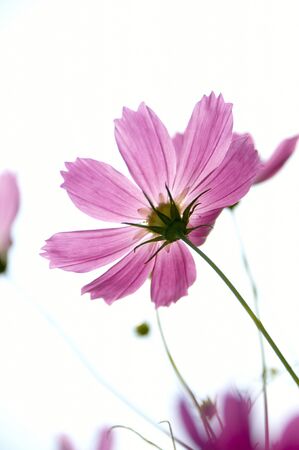 Cosmosの写真素材