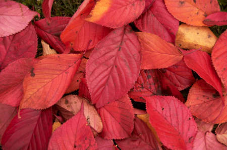 Colored leavesの写真素材