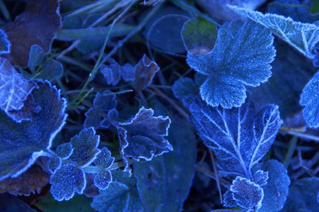 Frostの写真素材